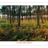 Photographie Forêt Landaise