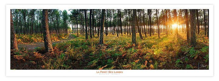 Photographie Forêt Landaise